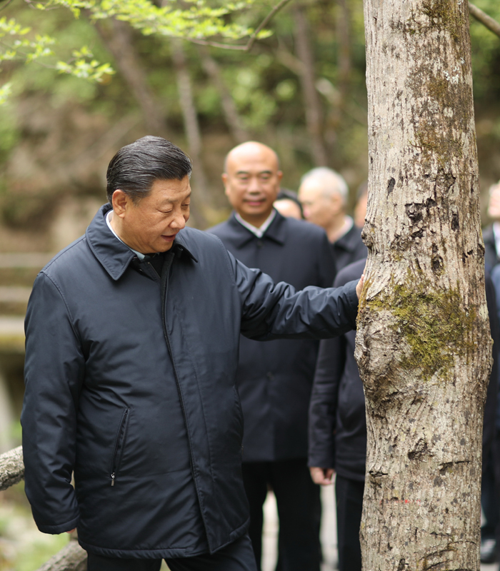 2020年4月，習近平總書記來到位于商洛市柞水縣的秦嶺牛背梁國家級自然保護區(qū),，考察秦嶺生態(tài)保護情況,。新華社記者 鞠鵬 攝