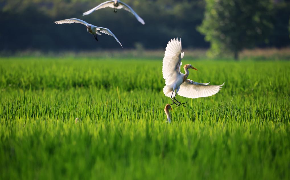 2023年8月7日,，鷺鳥在山東省臨沂市郯城縣郯城街道水稻田間飛舞,。新華社發(fā)（張春雷 攝）